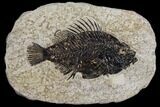 Framed Fossil Fish (Cockerellites) - Wyoming #143761-1